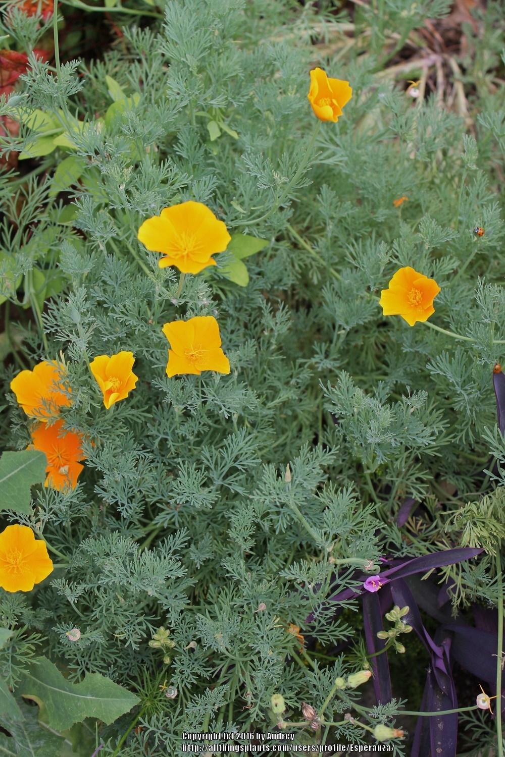 Photo of California Poppy (Eschscholzia californica) uploaded by Esperanza