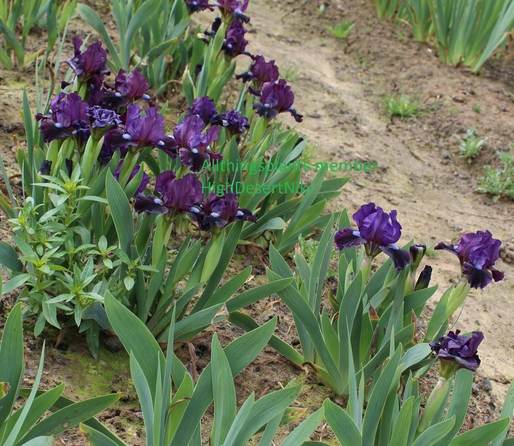 Photo of Miniature Dwarf Bearded Iris (Iris 'Black Olive') uploaded by HighdesertNiki