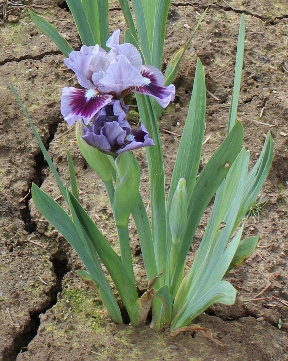 Photo of Standard Dwarf Bearded Iris (Iris 'Bow Tie') uploaded by HighdesertNiki
