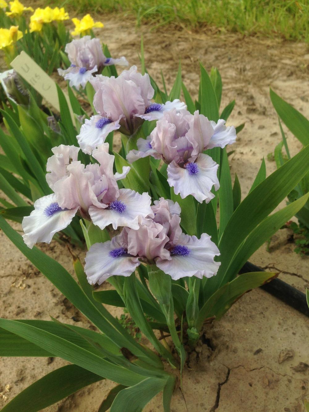 Photo of Standard Dwarf Bearded Iris (Iris 'Breathtaking') uploaded by HighdesertNiki