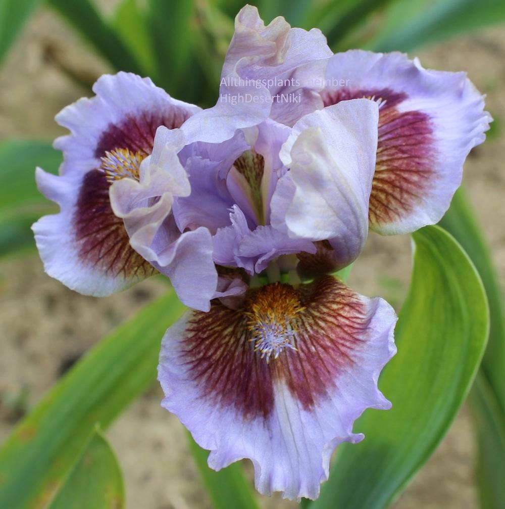Photo of Standard Dwarf Bearded Iris (Iris 'Capiche') uploaded by HighdesertNiki