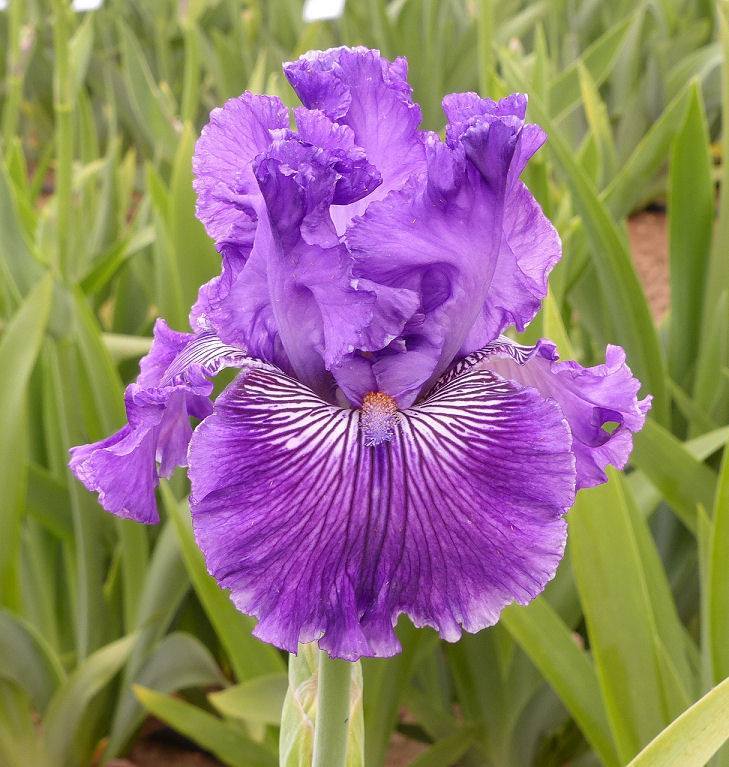 Photo of Tall Bearded Iris (Iris 'Mulberry Magic') uploaded by Misawa77