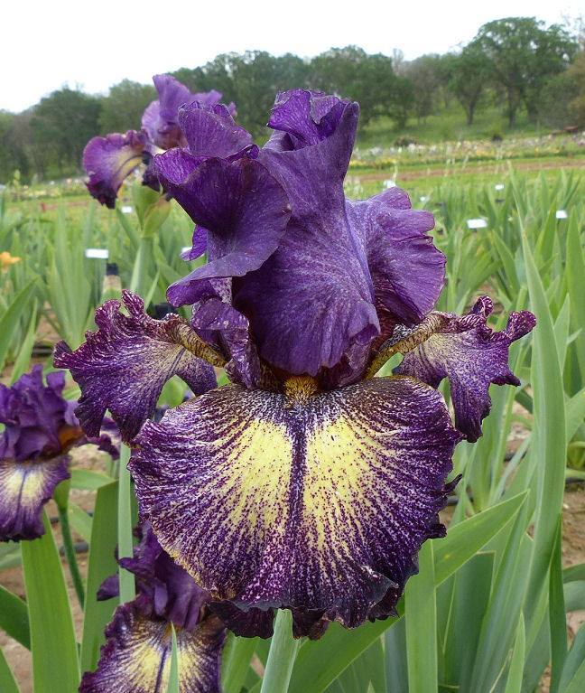 Photo of Tall Bearded Iris (Iris 'Planet Hollywood') uploaded by Misawa77