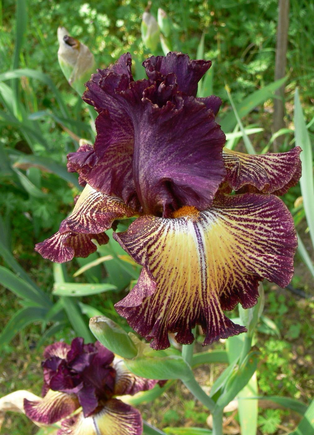 Photo of Tall Bearded Iris (Iris 'Drama Queen') uploaded by janwax