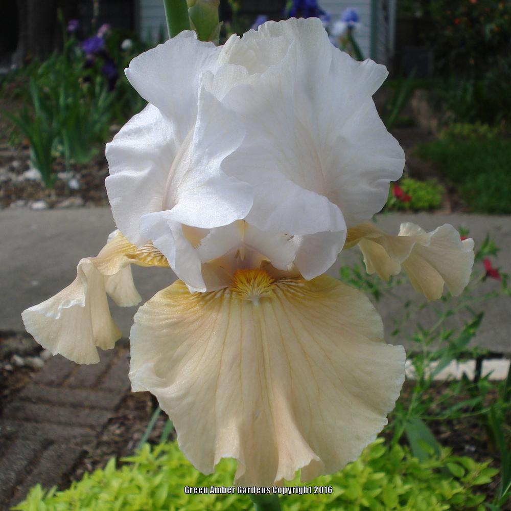 Photo of Tall Bearded Iris (Iris 'Champagne Elegance') uploaded by lovemyhouse