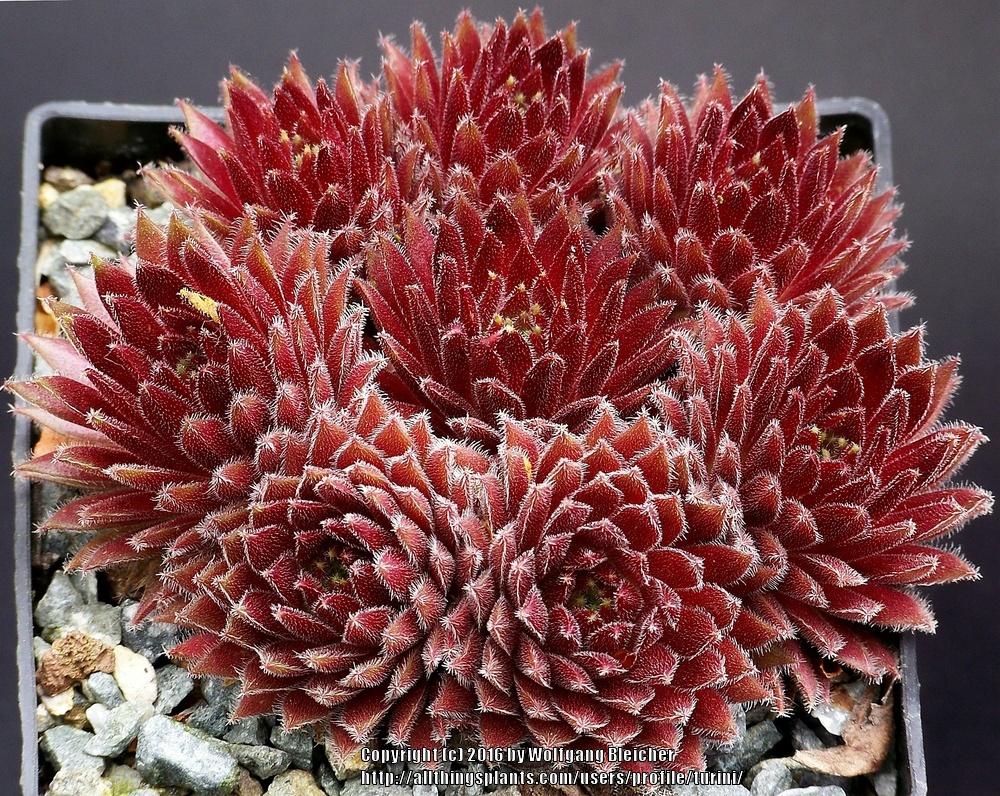 Photo of Hen and Chicks (Sempervivum 'Sweet Litschi') uploaded by turini