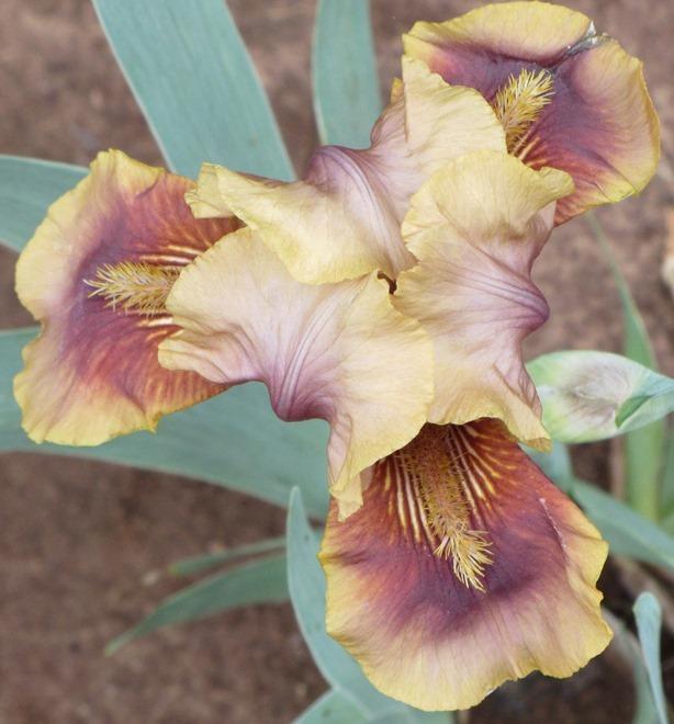 Photo of Intermediate Bearded Iris (Iris 'Oklahoma Bandit') uploaded by Bloombuddie