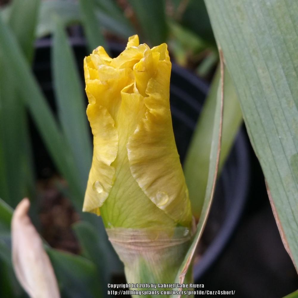 Photo of Tall Bearded Iris (Iris 'Again and Again') uploaded by Cuzz4short