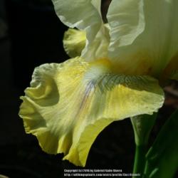Location: Gabe's Iris Gardens
Date: 2016-04-12
2016 Bloom Season