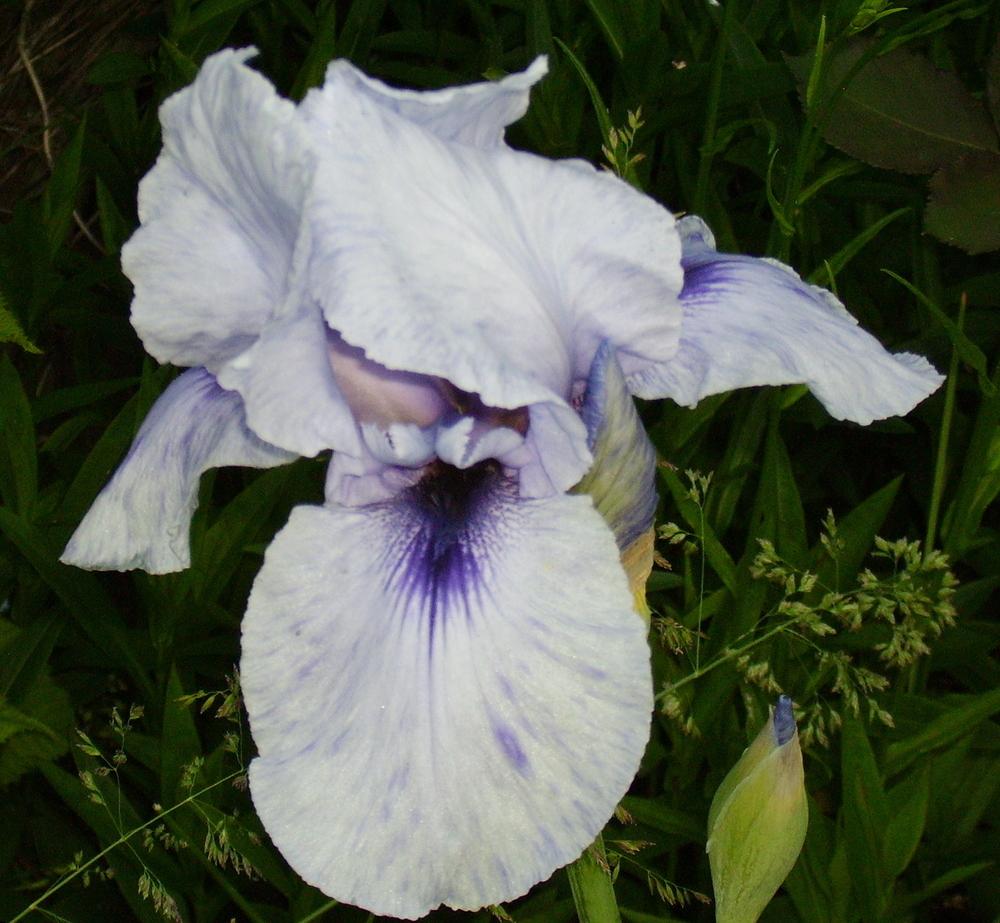 Photo of Arilbred Iris (Iris 'Mohr Pretender') uploaded by HemNorth