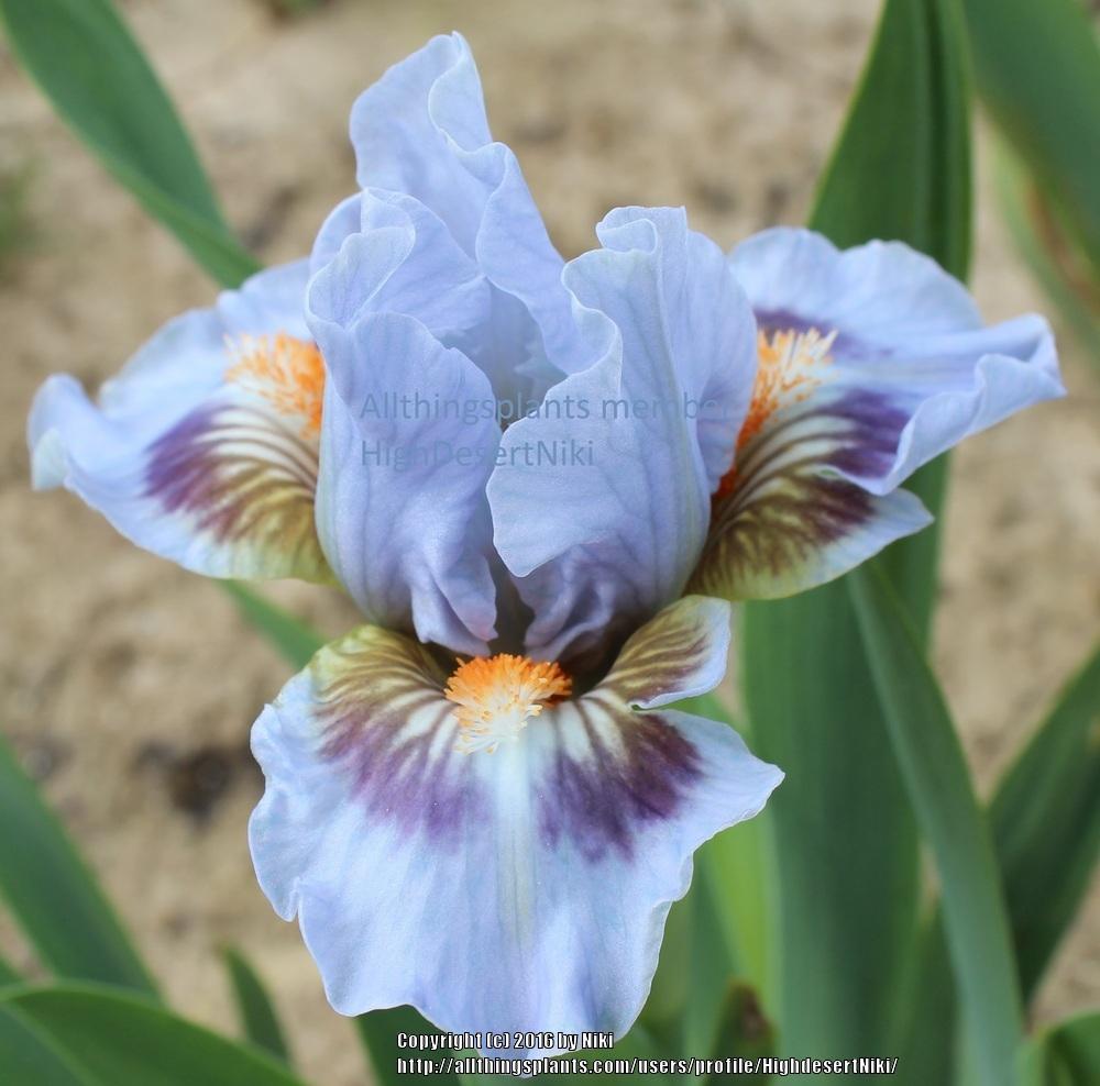 Photo of Standard Dwarf Bearded Iris (Iris 'Eye of Sauron') uploaded by HighdesertNiki