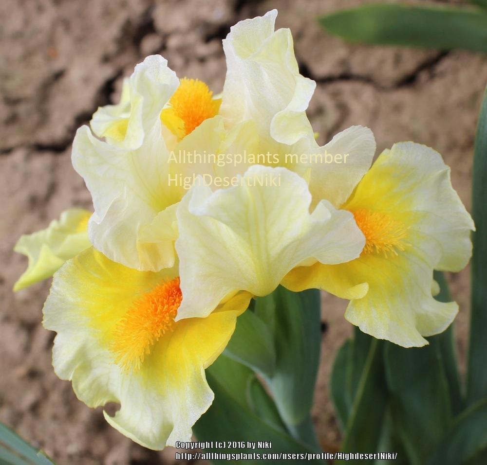 Photo of Standard Dwarf Bearded Iris (Iris 'Fun in the Sun') uploaded by HighdesertNiki