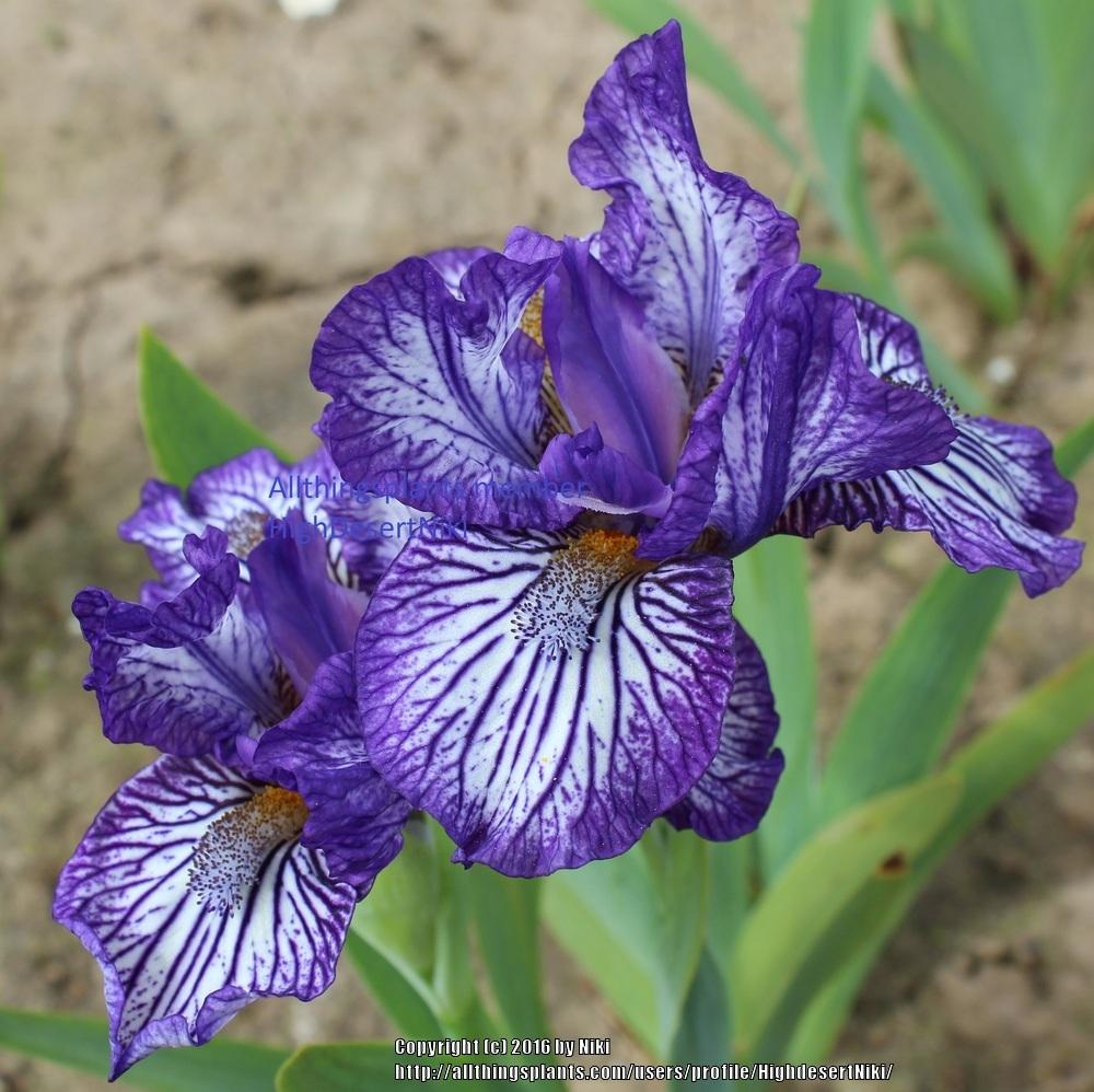 Photo of Standard Dwarf Bearded Iris (Iris 'Force Field') uploaded by HighdesertNiki
