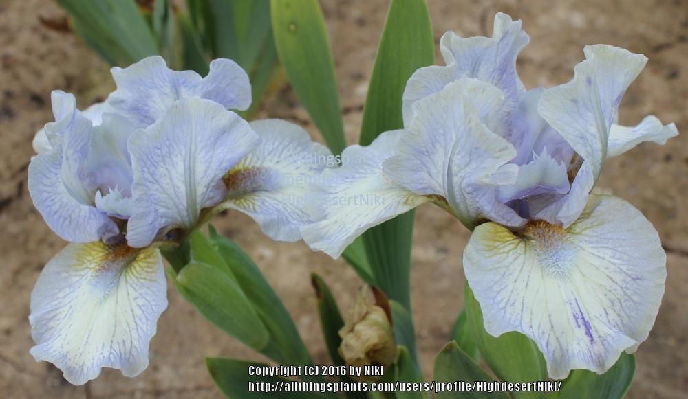 Photo of Standard Dwarf Bearded Iris (Iris 'Chubby Cheeks') uploaded by HighdesertNiki