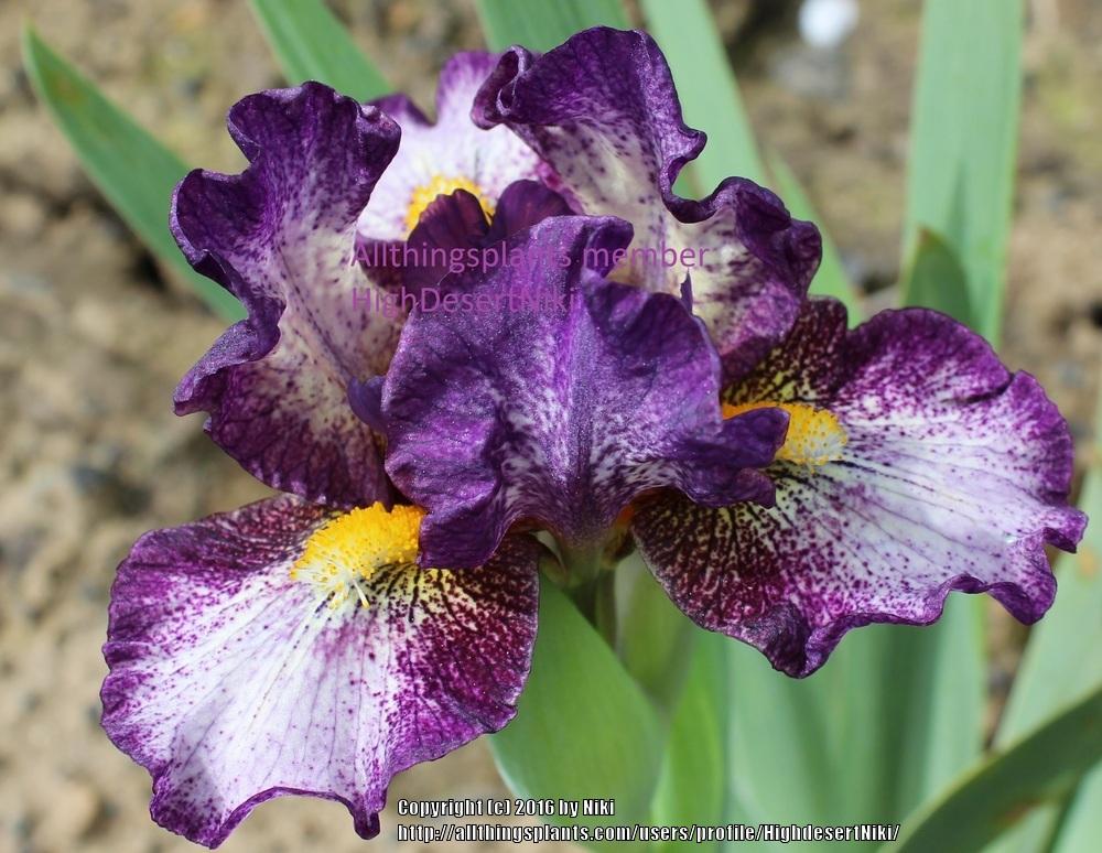 Photo of Standard Dwarf Bearded Iris (Iris 'Gift of Gab') uploaded by HighdesertNiki
