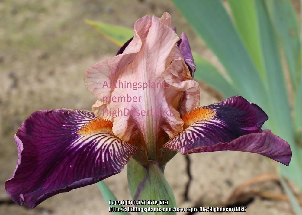 Photo of Miniature Tall Bearded Iris (Iris 'Foxy Ferret') uploaded by HighdesertNiki