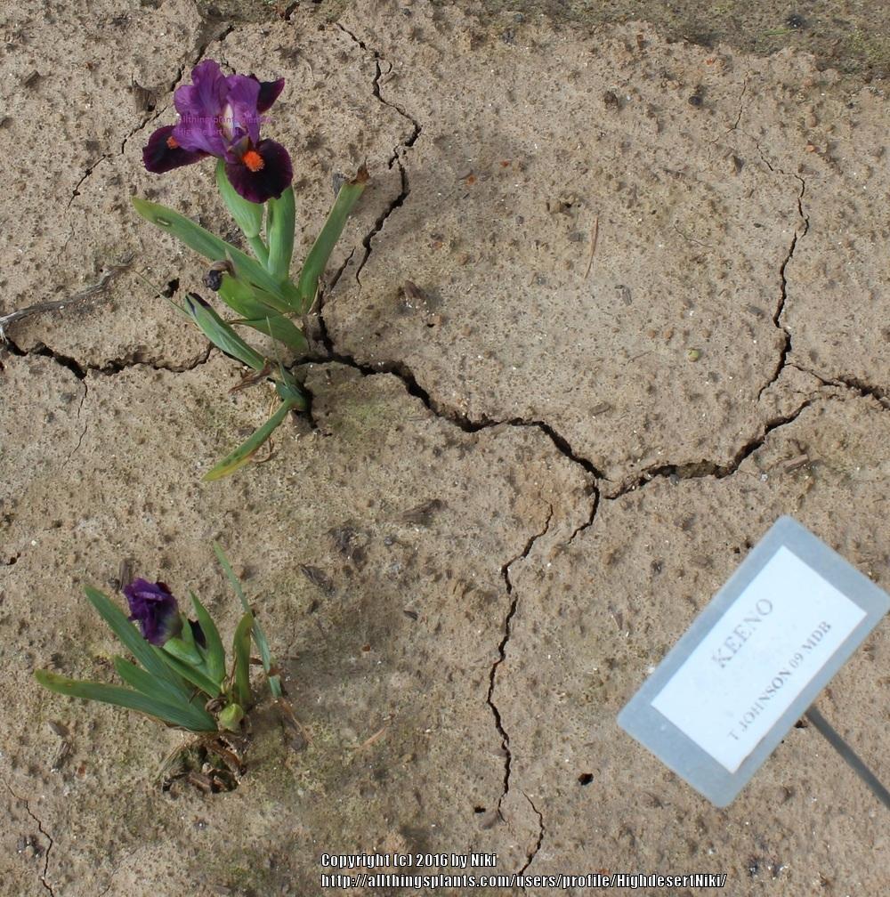 Photo of Miniature Dwarf Bearded Iris (Iris 'Keeno') uploaded by HighdesertNiki