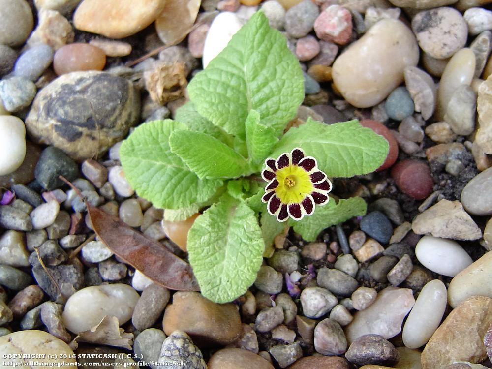 Photo of Polyanthus (Primula 'Gold Lace') uploaded by StaticAsh