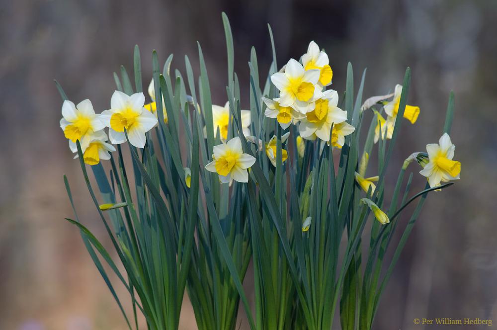 Photo of Jonquilla Daffodil (Narcissus 'Golden Echo') uploaded by William
