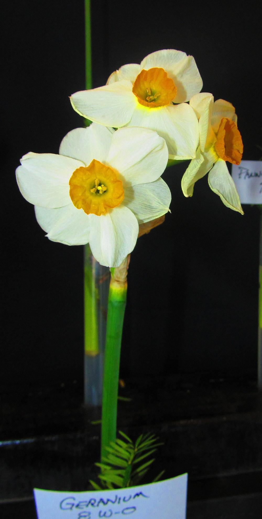 Photo of Daffodil (Narcissus 'Geranium') uploaded by jmorth