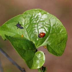 Location: Red Ladybug and nymph
Date: 2016-04-14