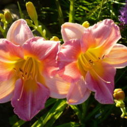 Location: Nora's Garden - Castlegar BC
Date: 2012-08-05
 7:16 pm. Such a prolific bloomer.