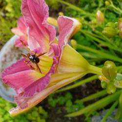 Location:  10:47 am. Side view with wasp.
Date: 2014-08-07
 - #Pollination
