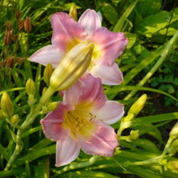 Location: Nora's Garden - Castlegar BC
Date: 2015-07-07
 6:30 pm. Very long bloom period.