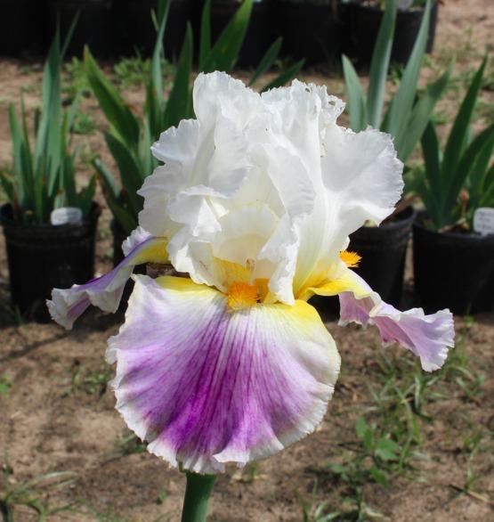 Photo of Tall Bearded Iris (Iris 'Beacon of Light') uploaded by Moiris