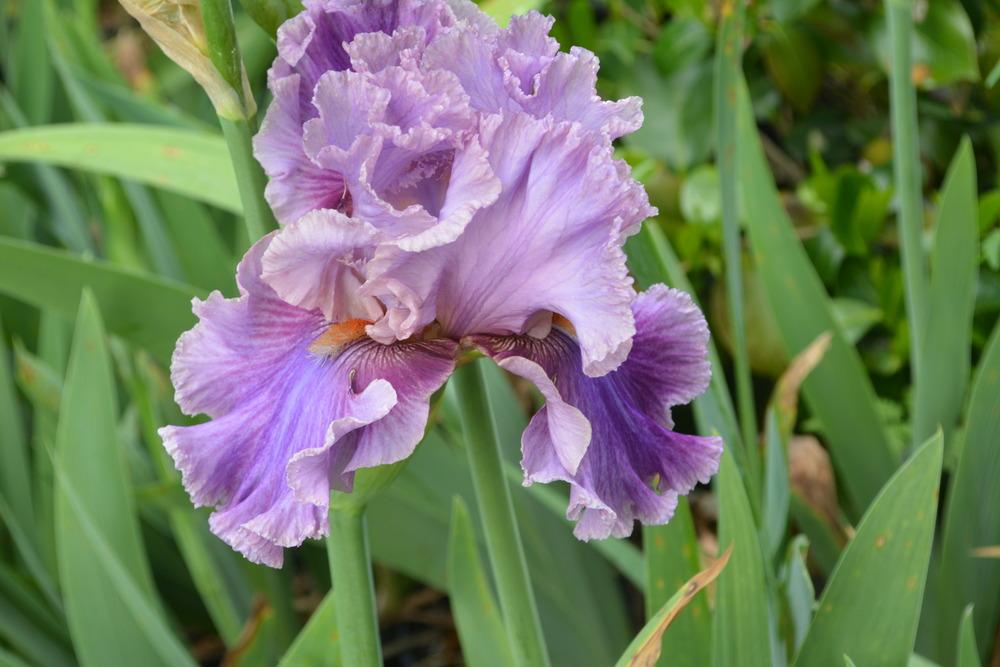 Photo of Tall Bearded Iris (Iris 'Enchanter') uploaded by Phillipb2