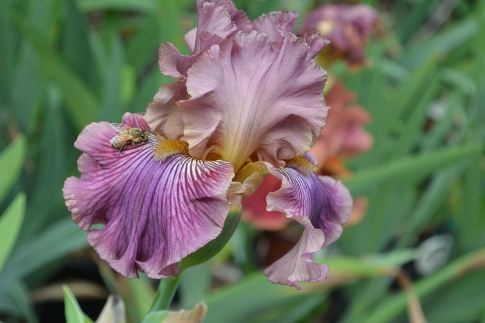Photo of Tall Bearded Iris (Iris 'Dragon King') uploaded by Phillipb2