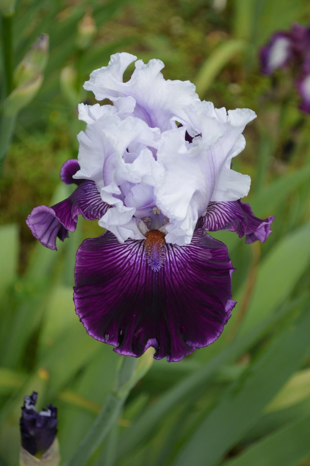 Photo of Tall Bearded Iris (Iris 'Dinner Talk') uploaded by Phillipb2