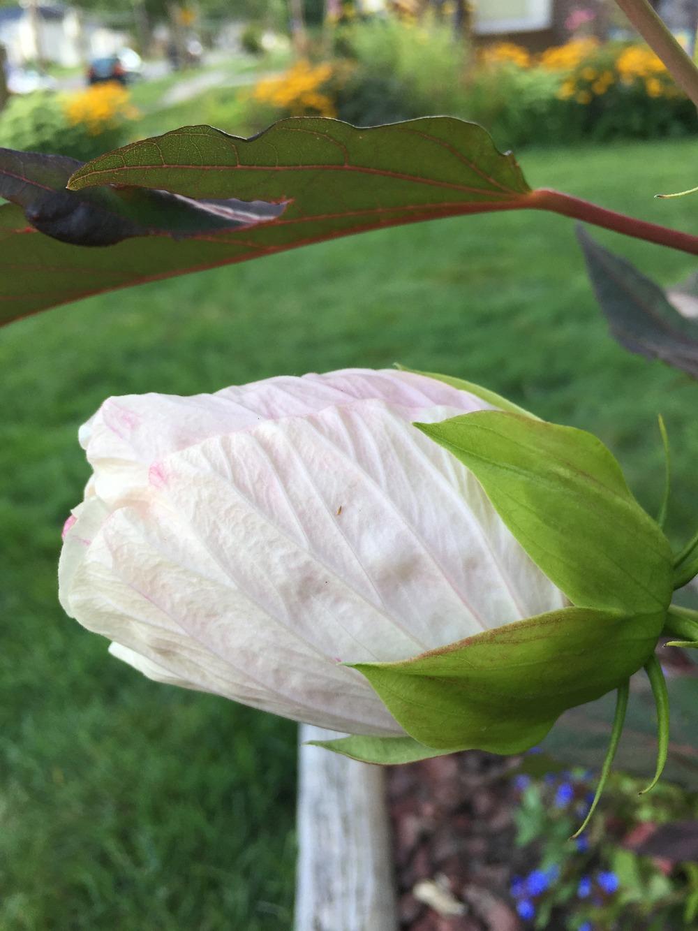 Photo of Hybrid Hardy Hibiscus (Hibiscus 'Kopper King') uploaded by RobinSeeds