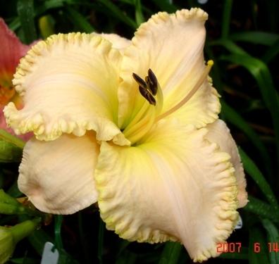 Photo of Daylily (Hemerocallis 'Pearl Harbor') uploaded by Sscape