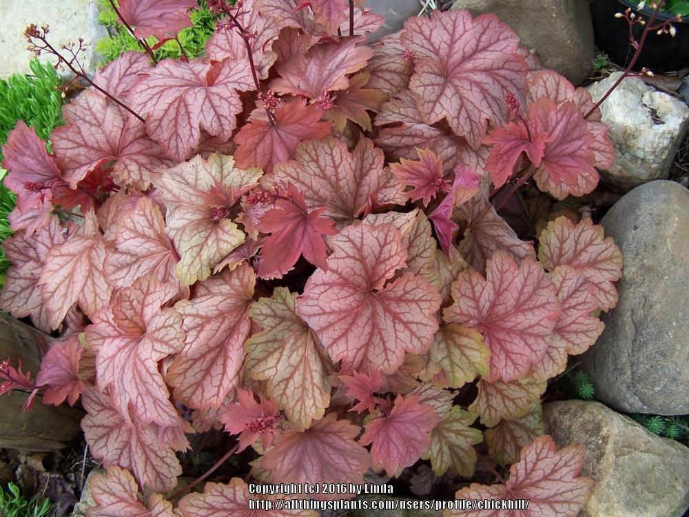 Photo of Coral Bells (Heuchera 'Carnival Watermelon') uploaded by chickhill