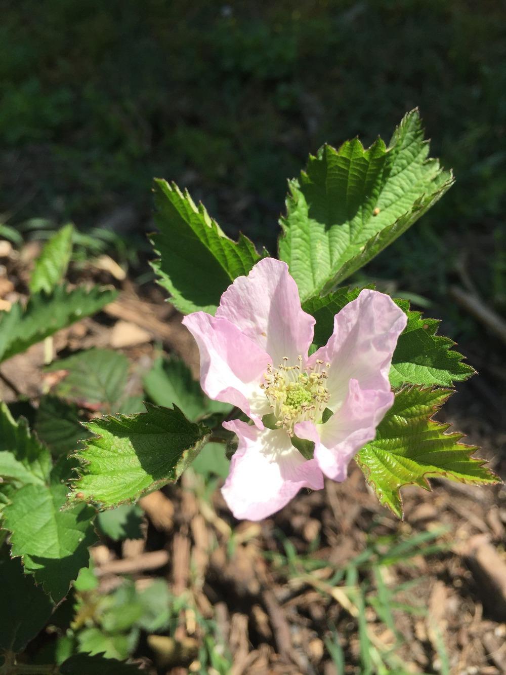 Photo of Thornless Blackberry (Rubus 'Navaho') uploaded by merkuree