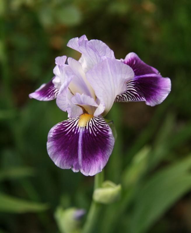 Photo of Miniature Tall Bearded Iris (Iris 'Dividing Line') uploaded by Calif_Sue