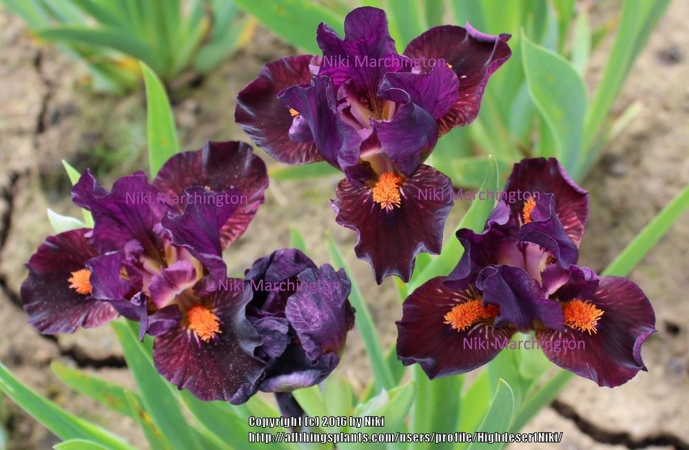 Photo of Standard Dwarf Bearded Iris (Iris 'Matador's Cape') uploaded by HighdesertNiki