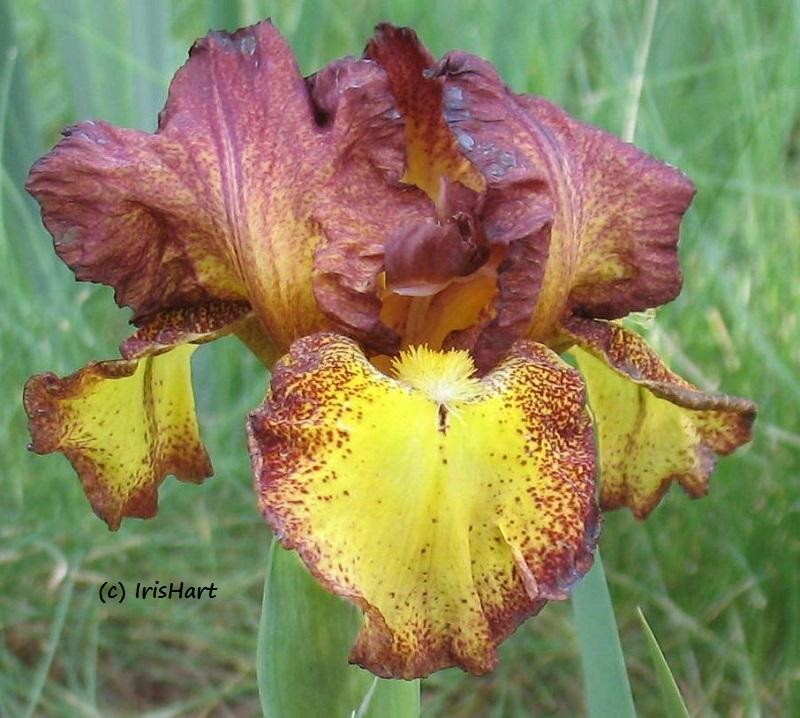 Photo of Intermediate Bearded Iris (Iris 'Red Hot Chili') uploaded by IrisHart