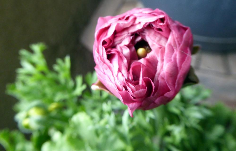 Photo of Persian Buttercup (Ranunculus asiaticus) uploaded by JulieB