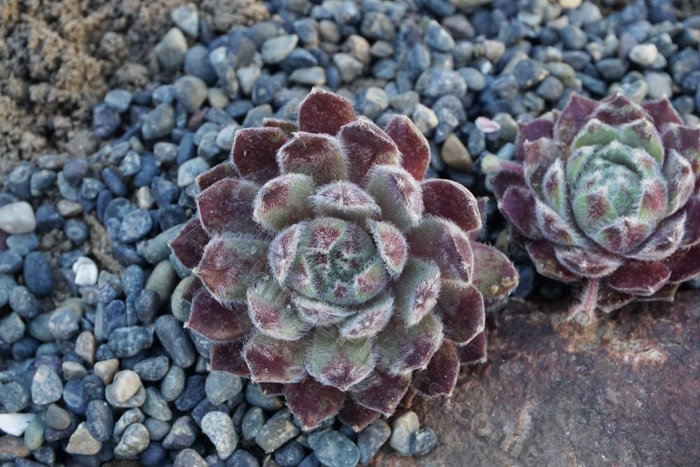 Photo of Hen and Chicks (Sempervivum 'Raspberry Ice') uploaded by Patty