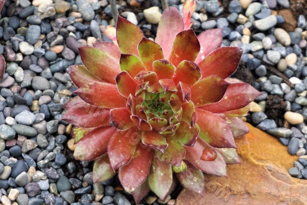 Photo of Hen and Chicks (Sempervivum 'Aglow') uploaded by Patty