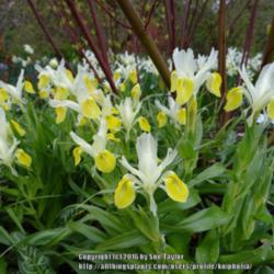 Location: RHS Harlow Carr, Yorkshire, UK
Date: 2016-04-14
