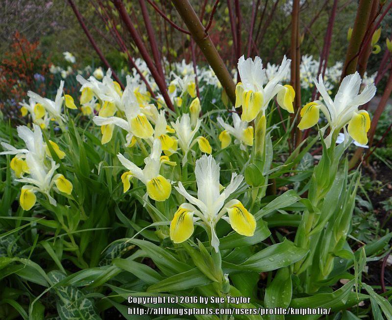 Photo of Juno Iris (Iris bucharica) uploaded by kniphofia