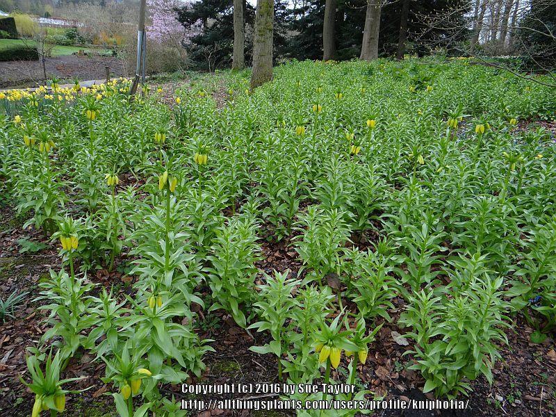 Photo of Crown Imperial Fritillary (Fritillaria imperialis 'Maxima Lutea') uploaded by kniphofia
