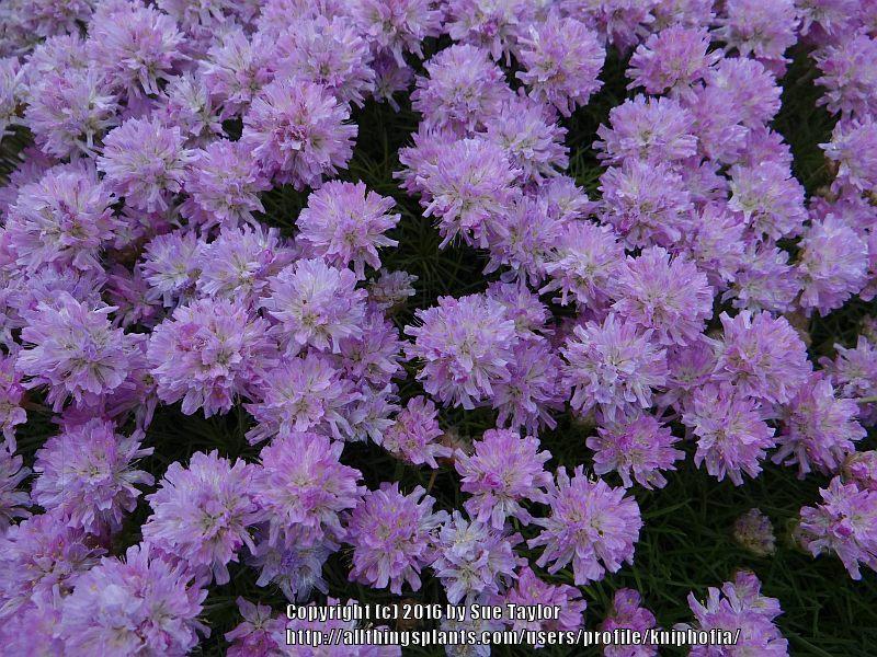 Photo of Pyrenees Thrift (Armeria humilis subsp. humilis) uploaded by kniphofia