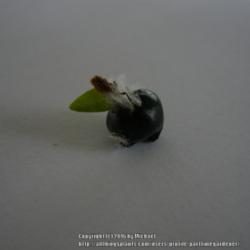 Location: Dreieich, Germany
Date: 2011
mature fruit