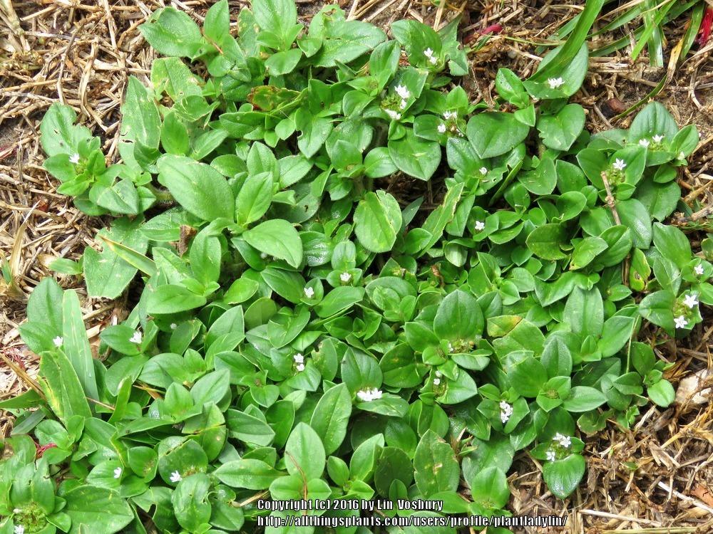 Photo of Tropical Mexican Clover (Richardia brasiliensis) uploaded by plantladylin