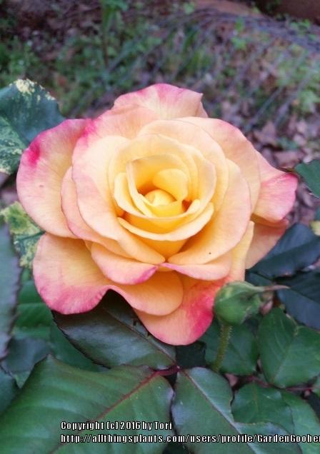 Photo of Rose (Rosa 'Joseph's Coat') uploaded by GardenGoober