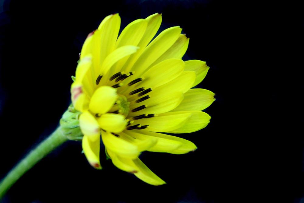 Photo of Texas Dandelion (Pyrrhopappus pauciflorus) uploaded by GrammaChar